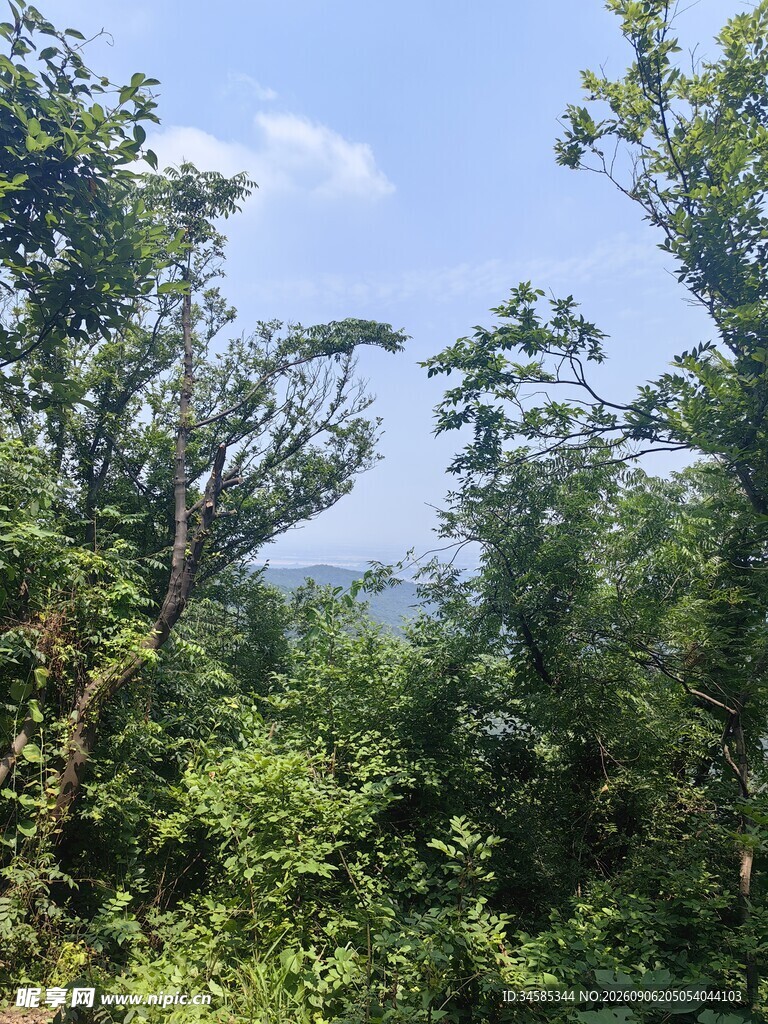 山林绿意景观