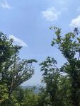 蓝天绿树间的清新景致