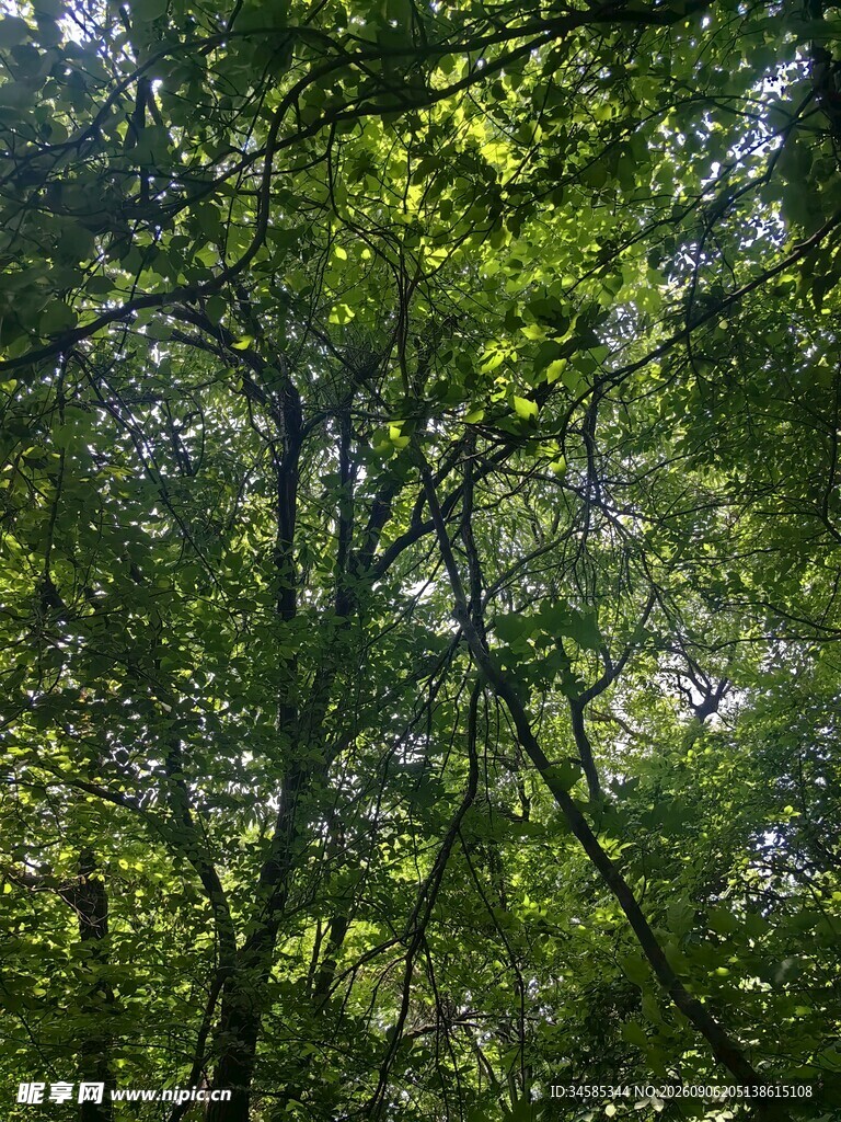 茂密树林中的繁茂枝叶