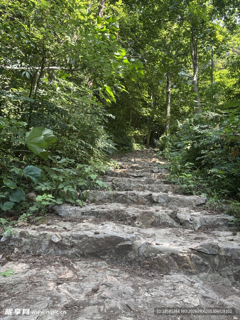 林间石阶小道绿意盎然