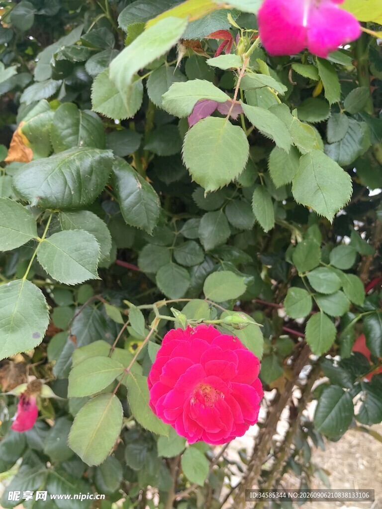 娇艳绽放的红色月季花