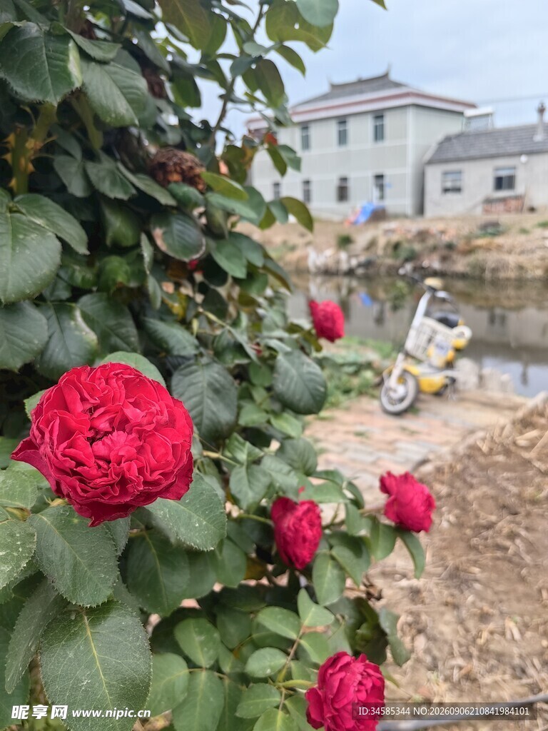 娇艳红玫瑰与远处建筑