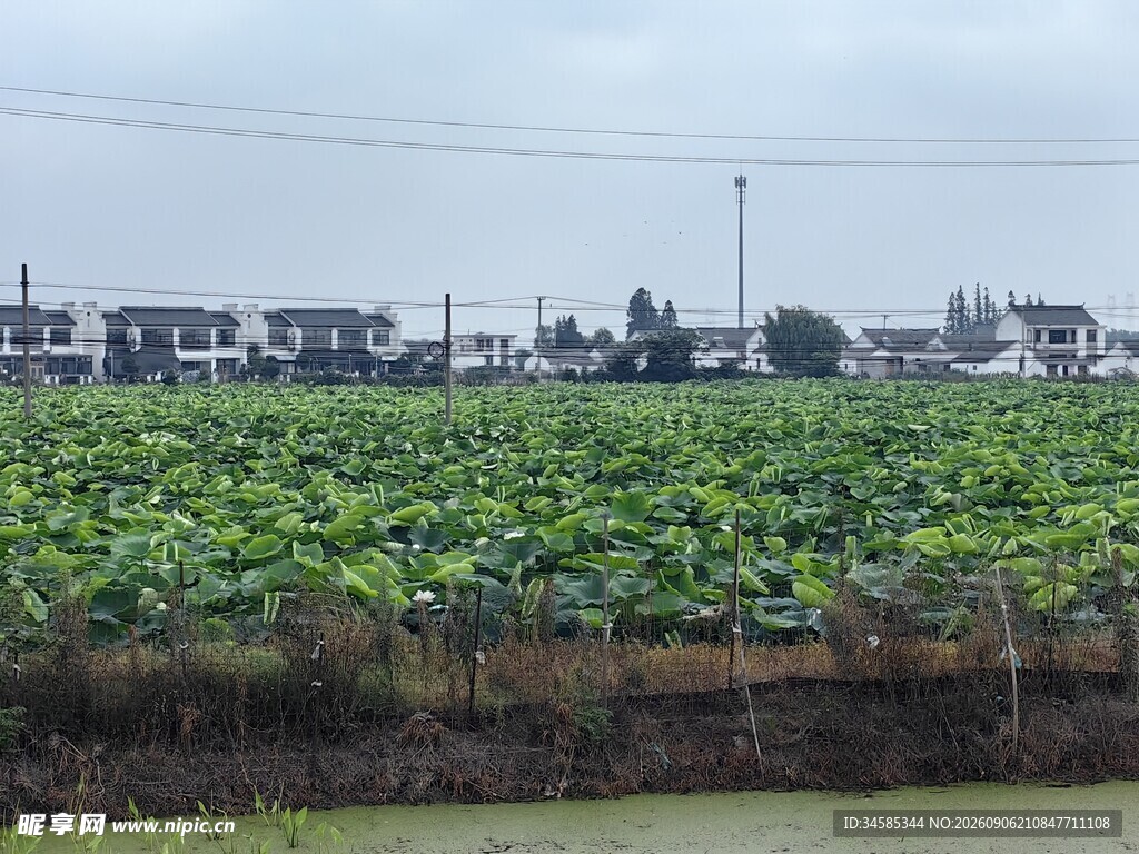 田园荷塘风光