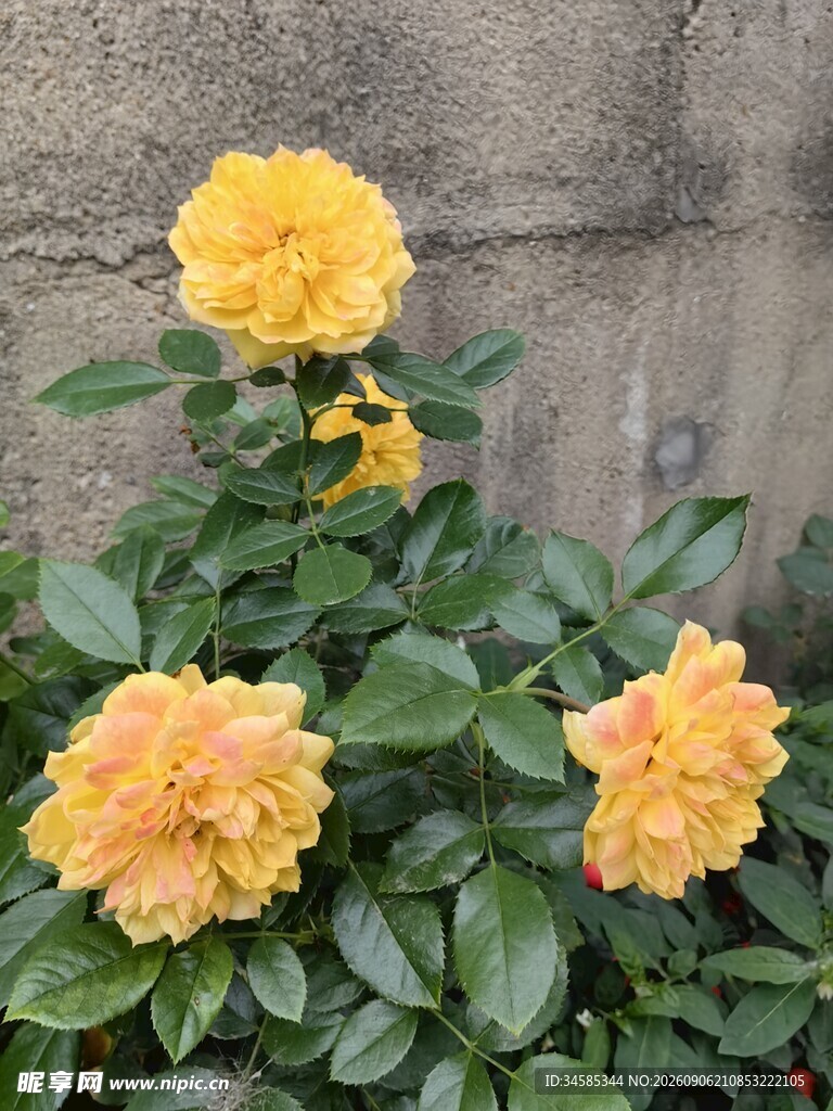 三朵明艳黄色花卉绽放