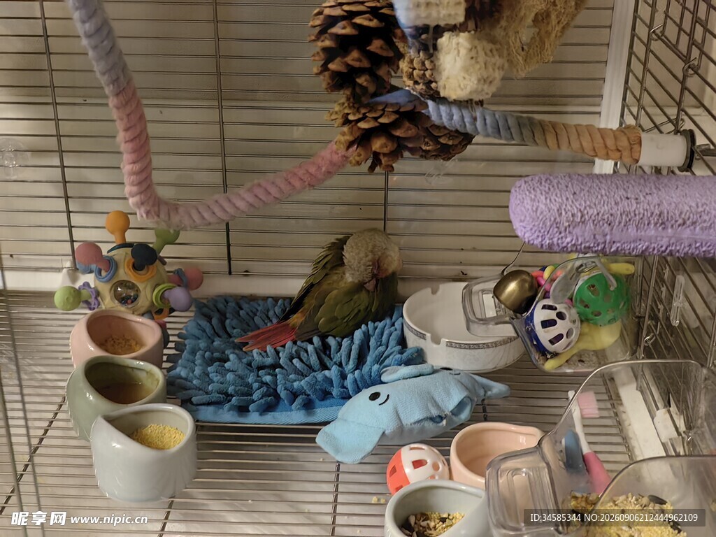多彩鸟笼内的可爱鸟儿