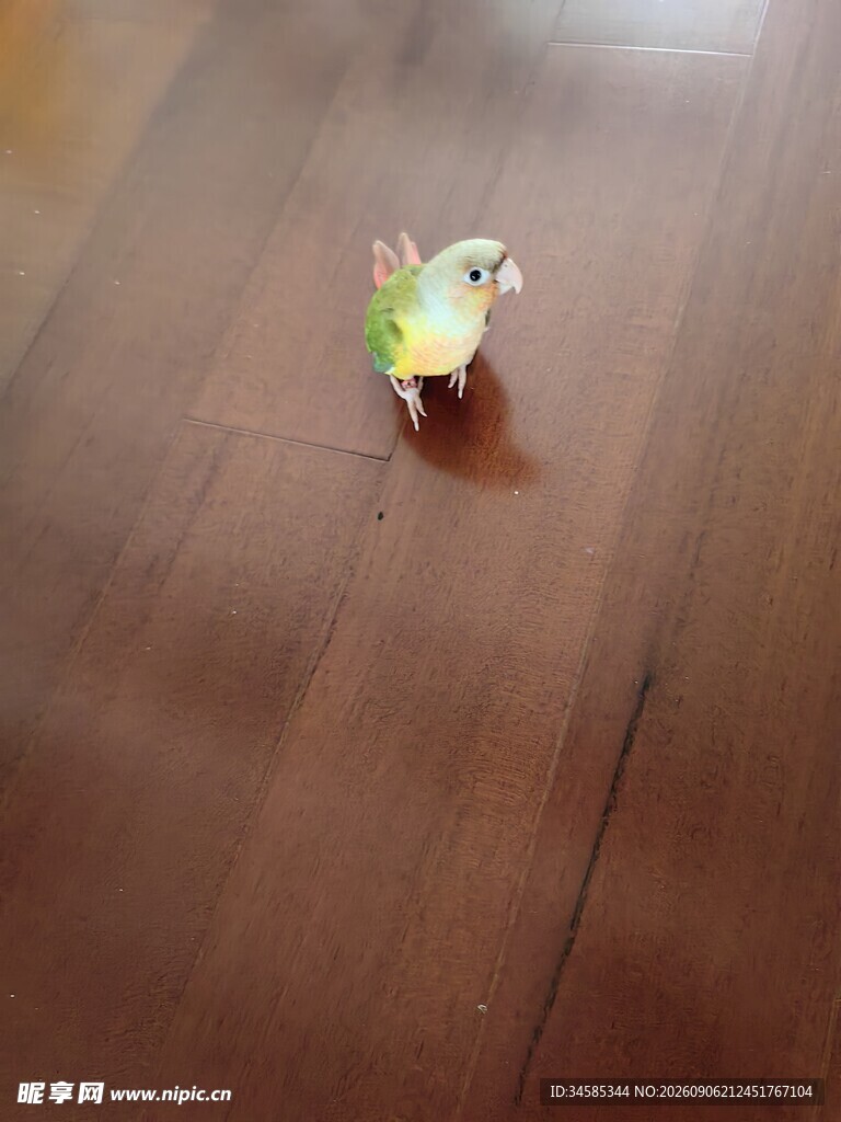 桌上的小巧鹦鹉