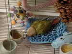 鸟笼内的多样宠物鸟用品