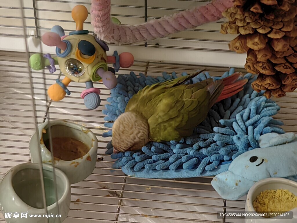 鸟笼内的多样宠物鸟用品