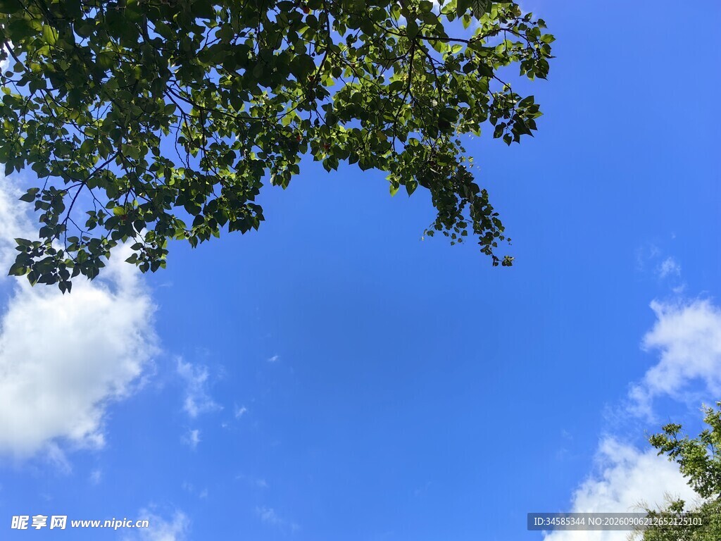 仰望蓝天绿树白云