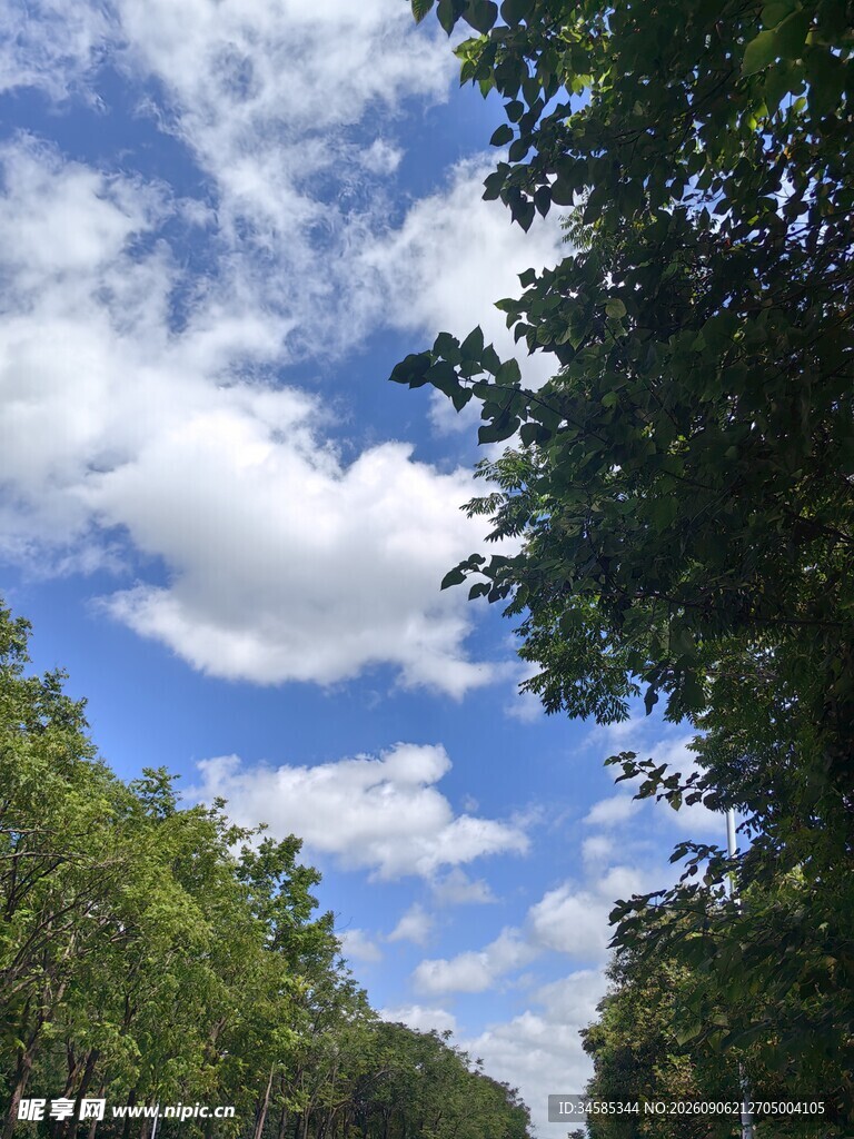 蓝天白云下的林间景致