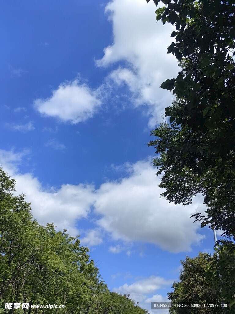 蓝天白云下的葱郁树林