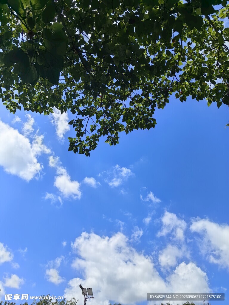 蓝天绿叶间的清新景致