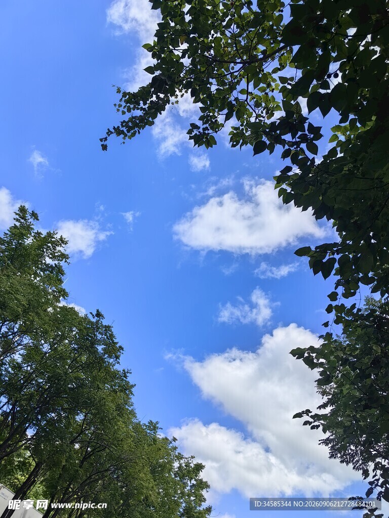 蓝天白云下的绿树景致