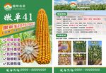 农业玉米种子宣传页展示
