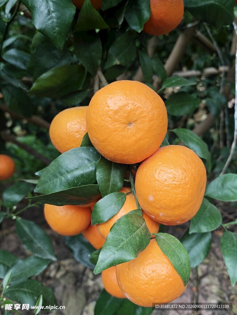 枝头饱满的新鲜橘子