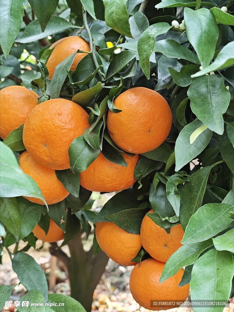 挂满枝头的饱满橙色柑橘