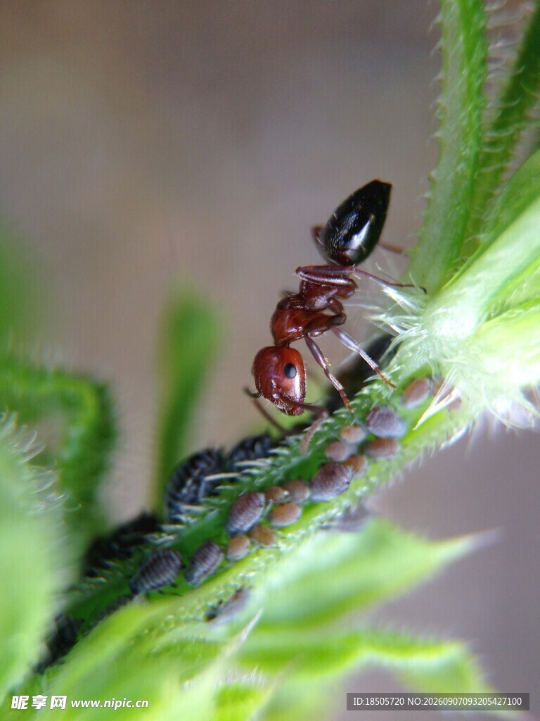 蚂蚁捕食绿色昆虫瞬间