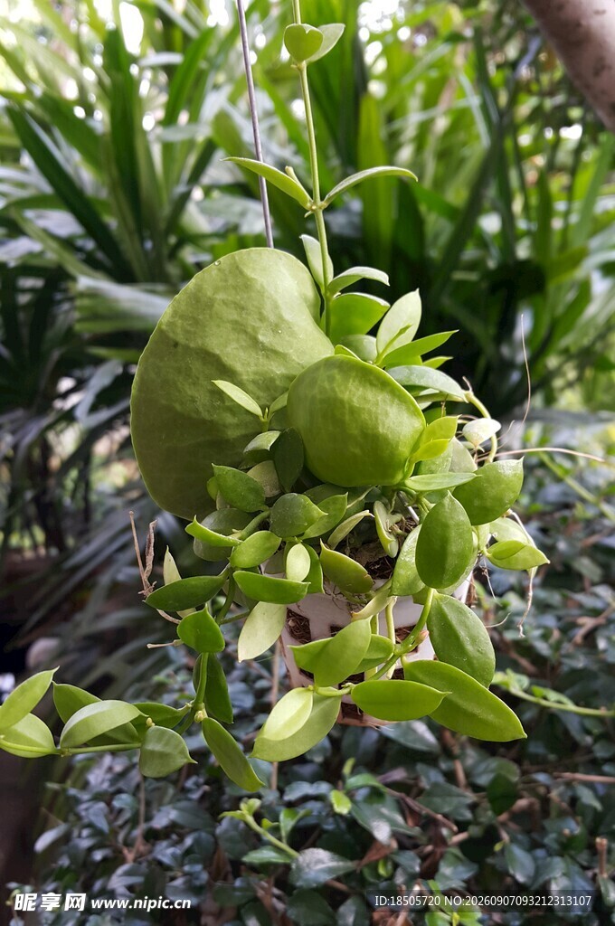 翠绿植物特写