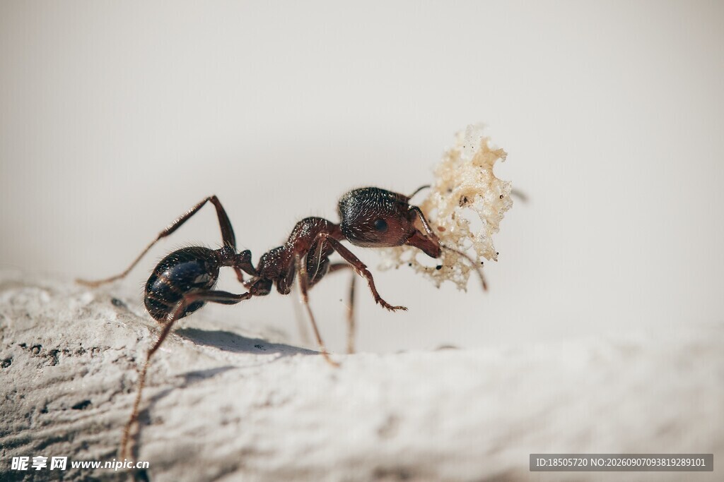 蚂蚁搬运食物瞬间