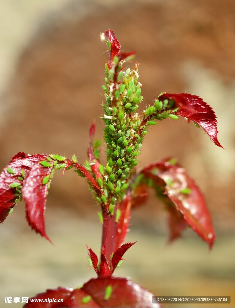 红茎绿叶植物特写