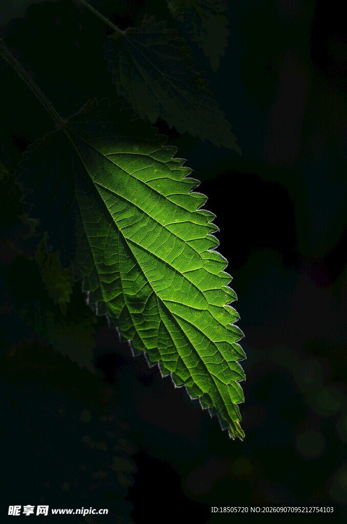 微光下的翠绿叶片
