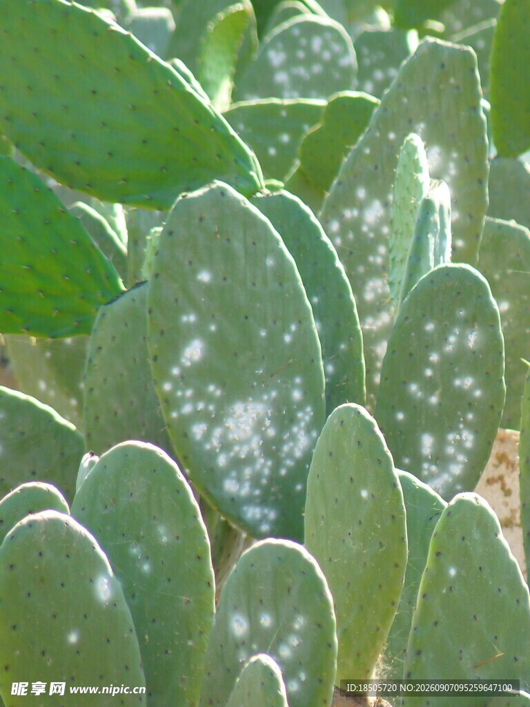 翠绿仙人掌特写