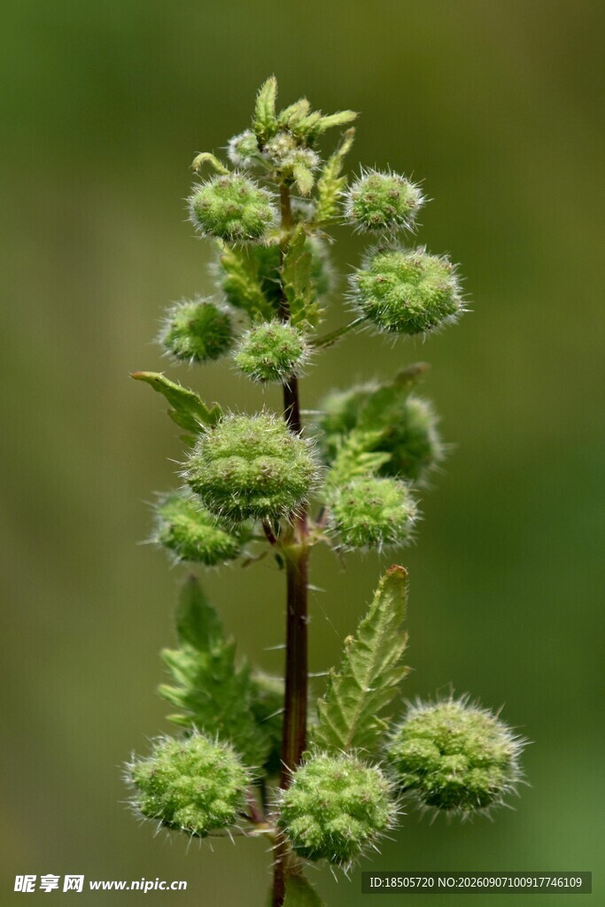 绿色带绒球状植物特写