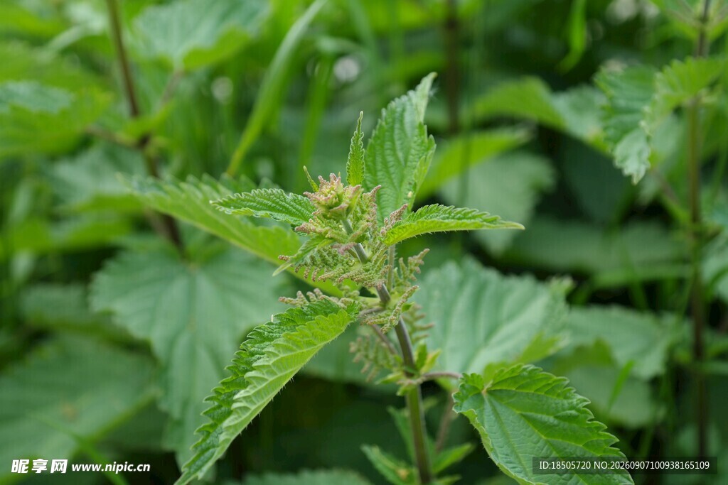 带刺的绿色荨麻植株