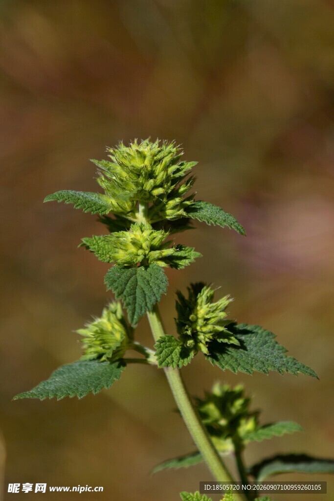 带刺绿色植物特写