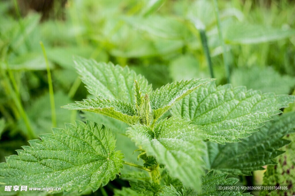 嫩绿荨麻植株特写