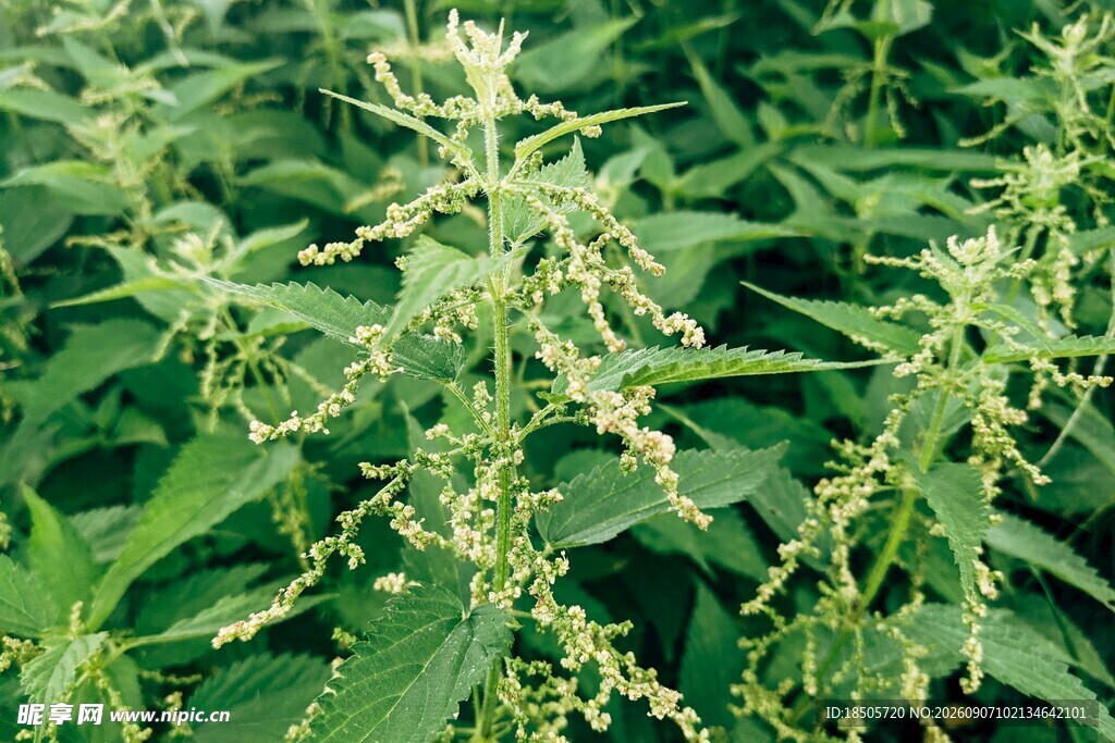 绿色繁茂的植物植株