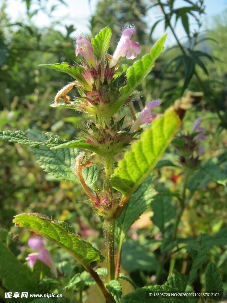 野外绽放的紫色花朵植物