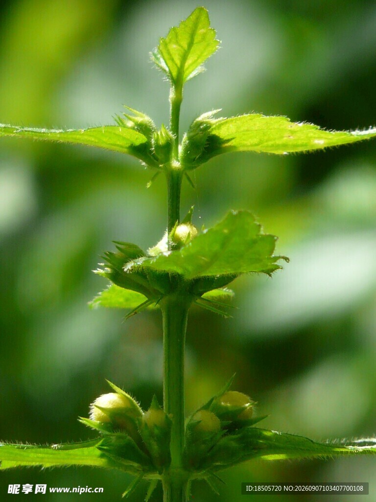 嫩绿植物特写