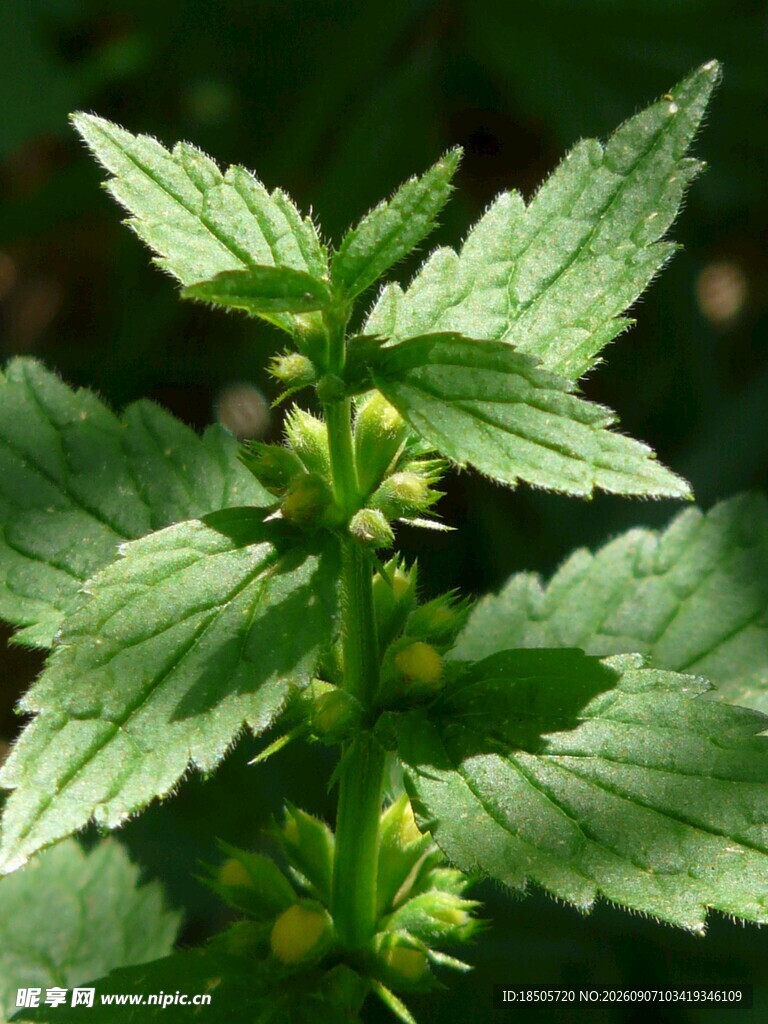 荨麻植株特写