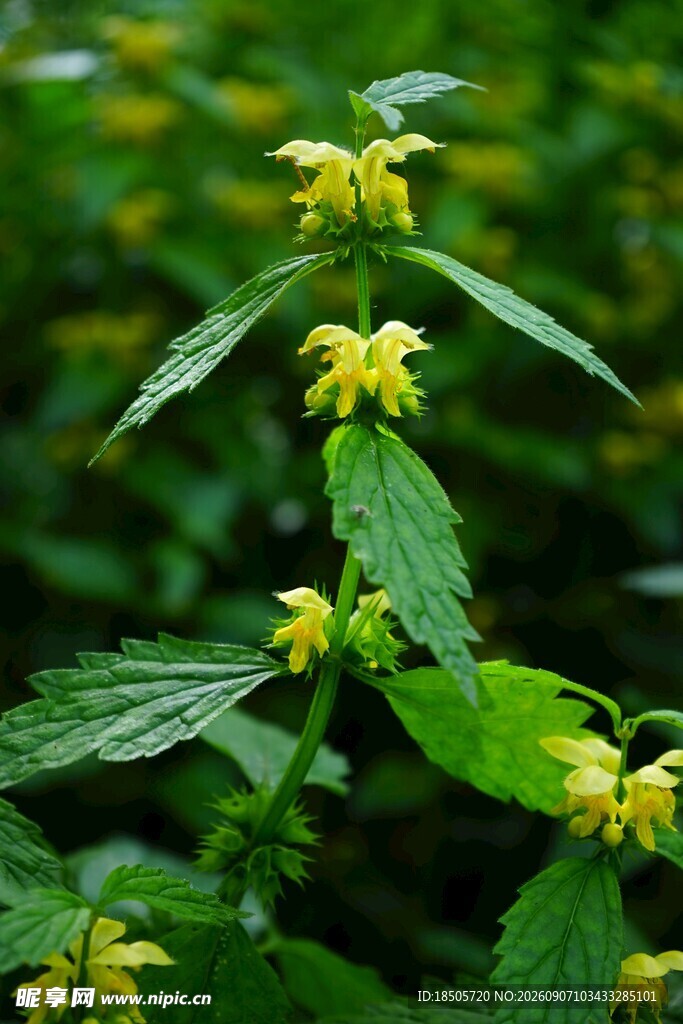 黄色小花植物特写
