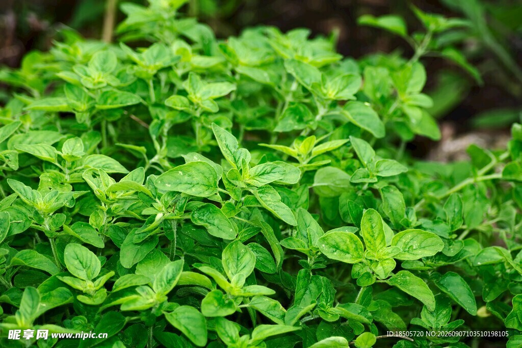嫩绿繁茂的清新植物
