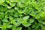 翠绿茂盛的绿叶植物