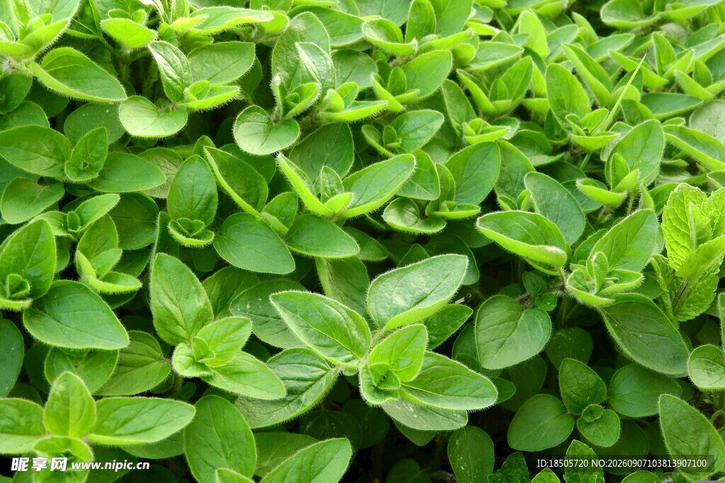 翠绿茂盛的绿叶植物