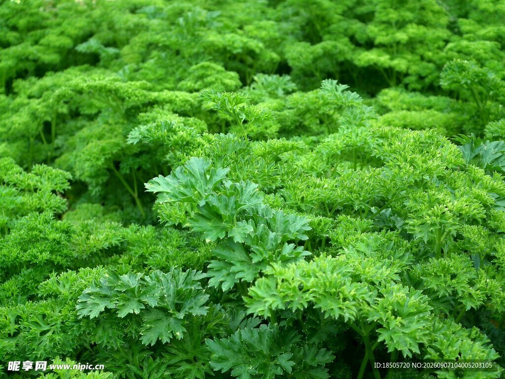 翠绿繁茂的新鲜欧芹