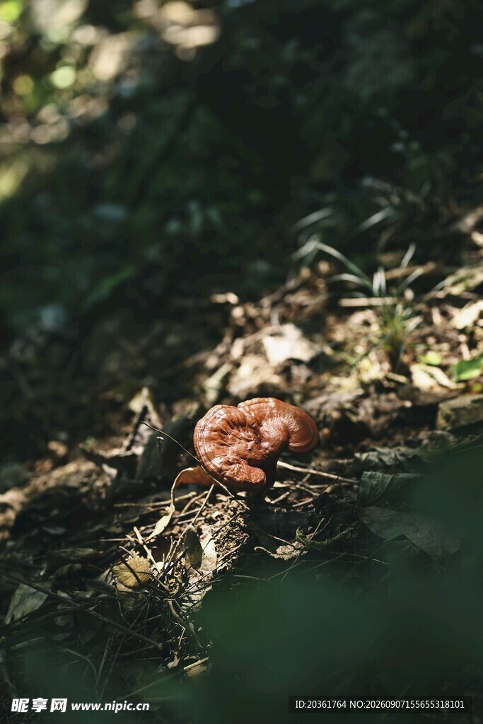 森林中生长的红色蘑菇