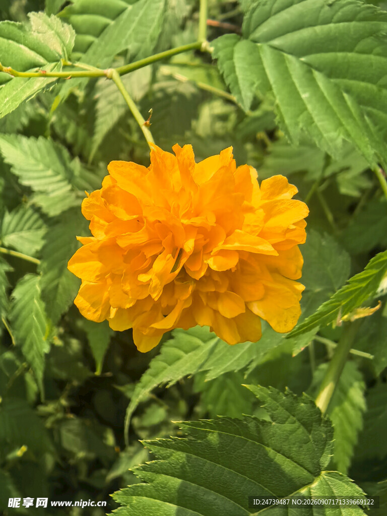 棣棠