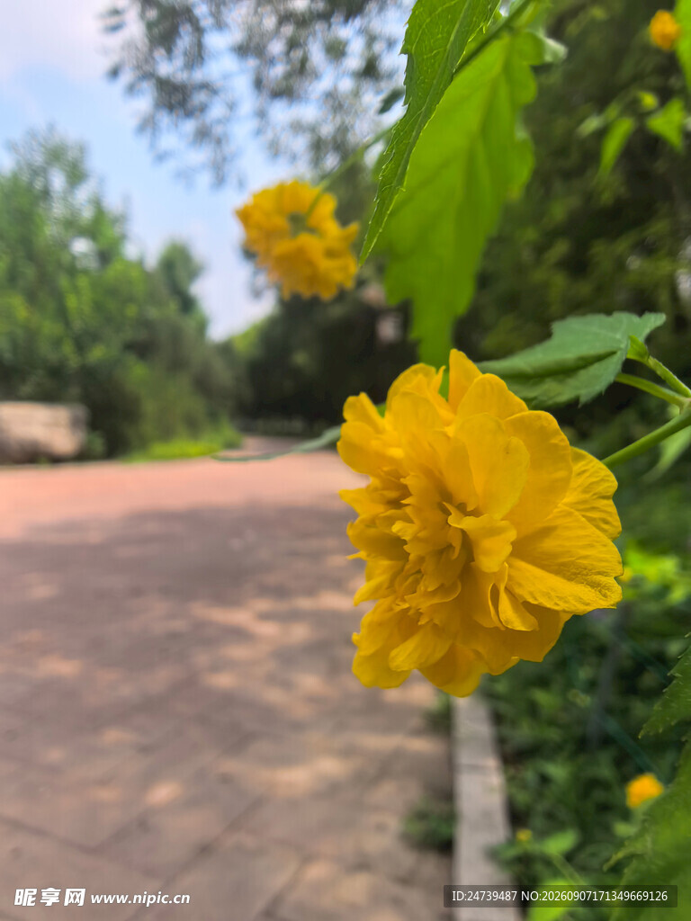 棣棠