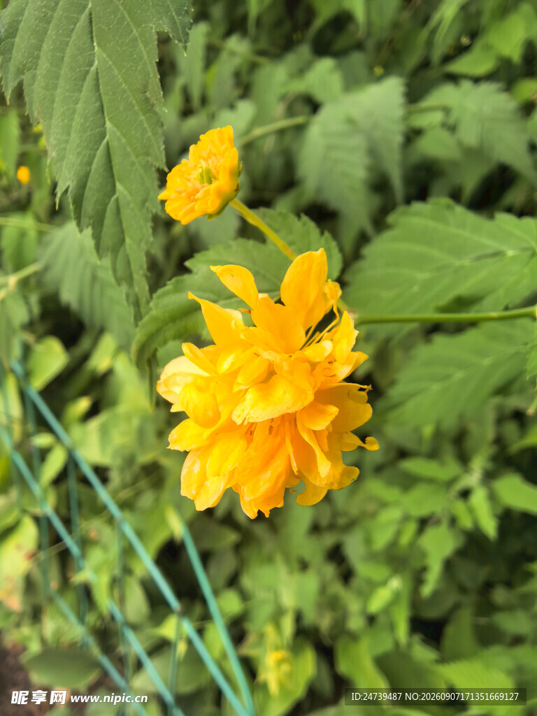 黄色棣棠