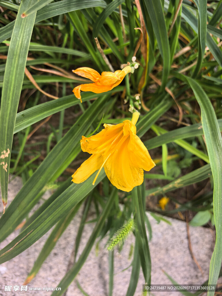 绽放的黄色萱草花