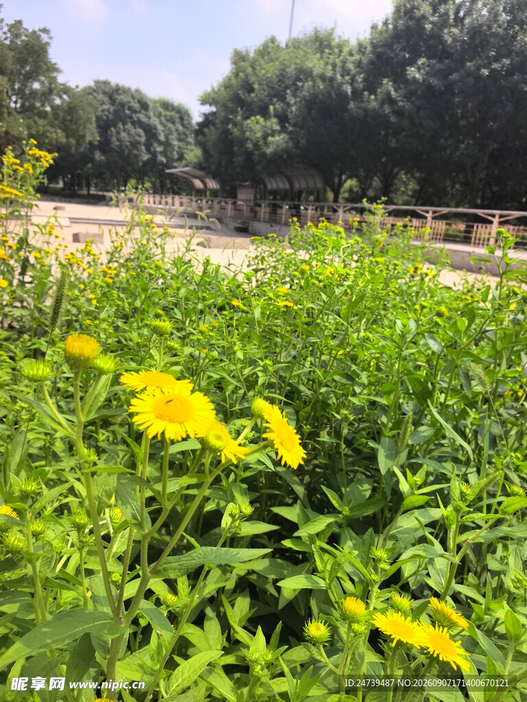 黄色小菊花