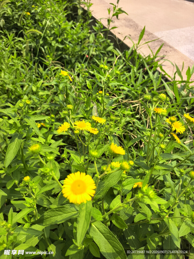 黄色小菊花