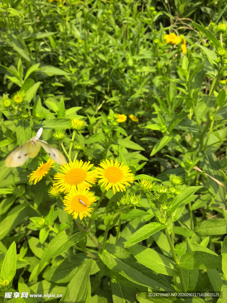 黄色小菊花