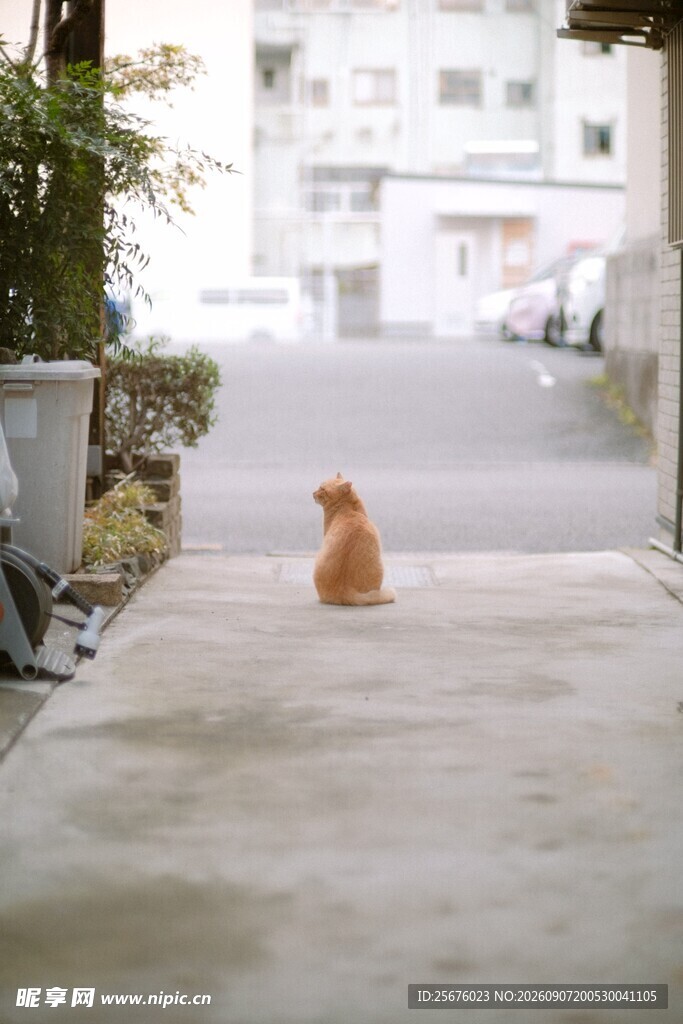 小巷中独坐的橘色猫咪
