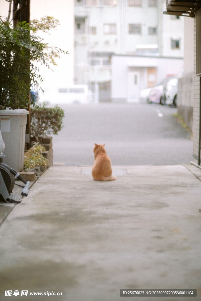 小巷中的孤独橘猫