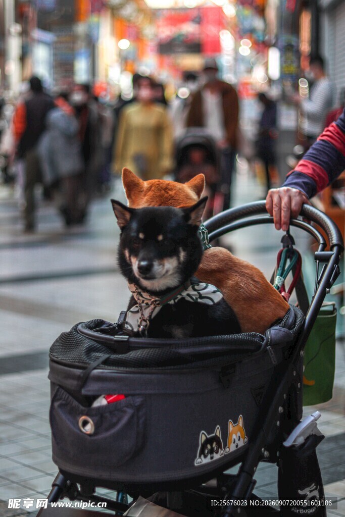 街头萌犬坐推车出行